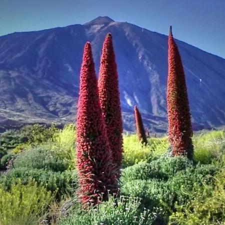 アパート Marody Tenerife House エル・メダノ